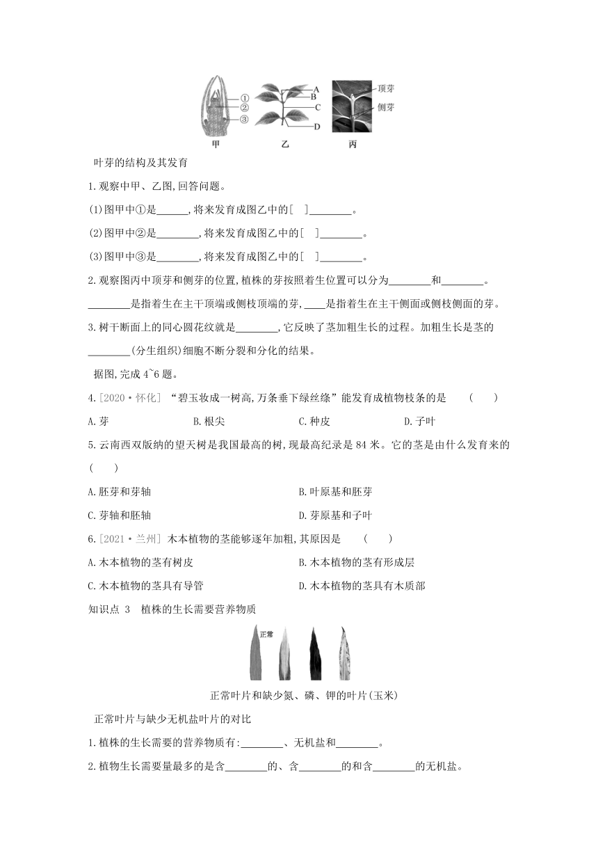 人教版生物学七年级上册同步练习：3.2.2　植株的生长(word版含答案）