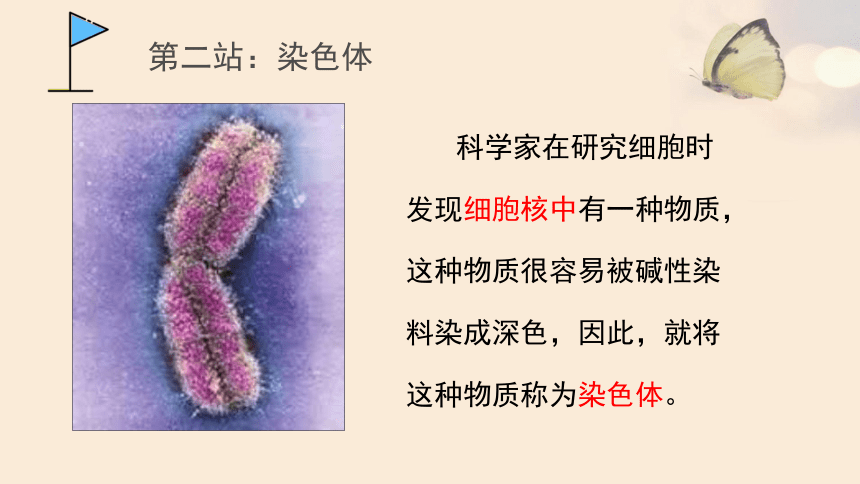 北师大版生物八年级上册 第20章 第2节  性状遗传的物质基础课件(共15张PPT)