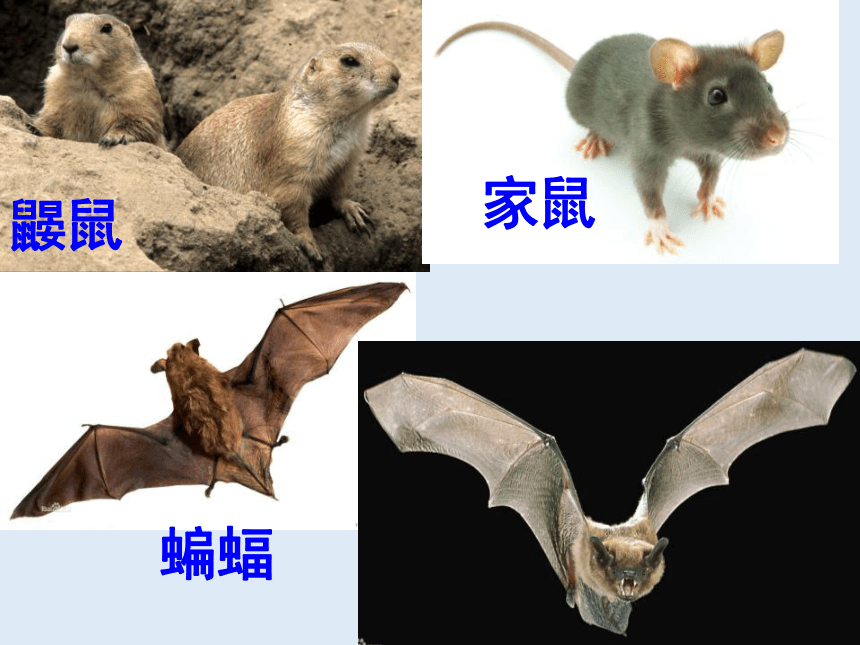 人教版八年级生物 上册第五单元 第一章 第七节 哺乳动物 课件（共42张PPT）