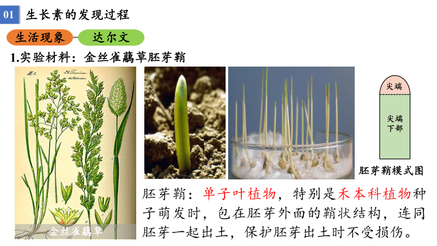 5.1 植物生长素课件2021-2022学年高二上学期生物人教版选择性必修1(33张PPT）