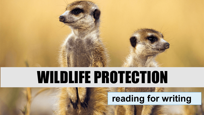 人教版（2019）必修第二册Unit2 Wildlife protection Reading for writing 课件（22张ppt)