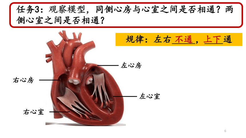 4.4.3物质运输的途径---心脏的结构和功能课件(共17张PPT)2022--2023学年鲁科版生物七年级上册