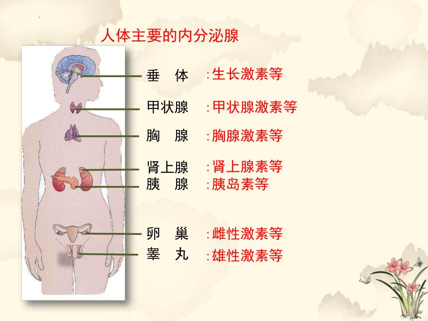 4.12.3激素调节-2022-2023学年下学期七年级生物同步精讲课件（北师大版）(共20张PPT)