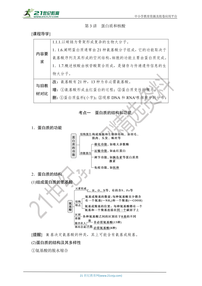 【考点梳理  生物总复习 】3第3讲　蛋白质和核酸（Word版含答案）