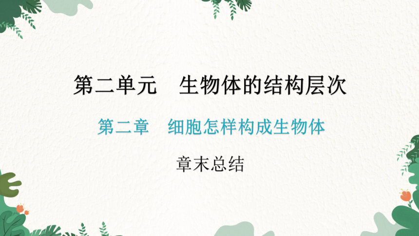 人教版生物七年级上册 第二单元生物体的结构层次章末总结第二章 细胞怎样构成生物体习题课件（共32张PPT）