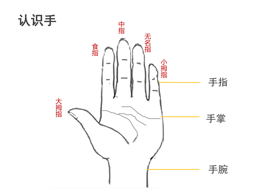 苏少版美术四年级上册第16课 会说话的手 （课件）(共29张PPT)