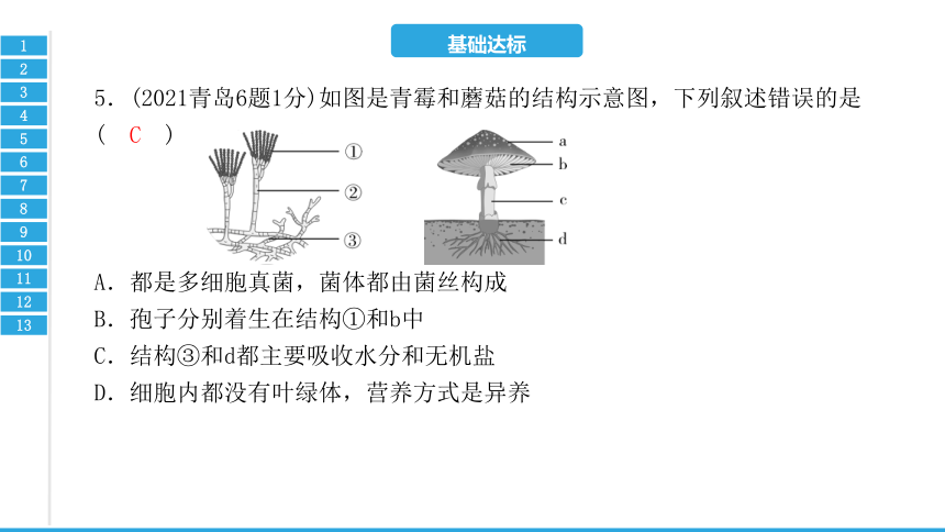 第四、五章　细菌、真菌和病毒-2023年中考生物复习习题课件(共22张PPT)