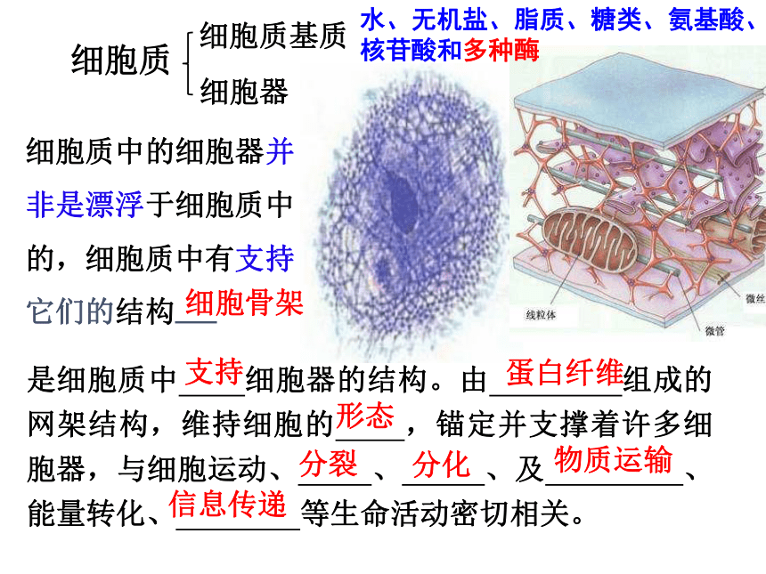 2021-2022学年高一上学期生物人教版（2019）必修一3.2细胞器之间的分工合作  课件 （20张ppt）