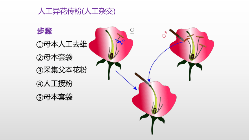 生物人教版（2019）必修2-1.1孟德尔豌豆杂交实验(一) 课件(64张ppt）