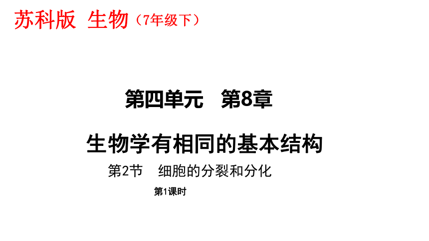 8.2 细胞的分裂和分化（第1课时）课件(共45张PPT)七年级下册生物（苏科版）