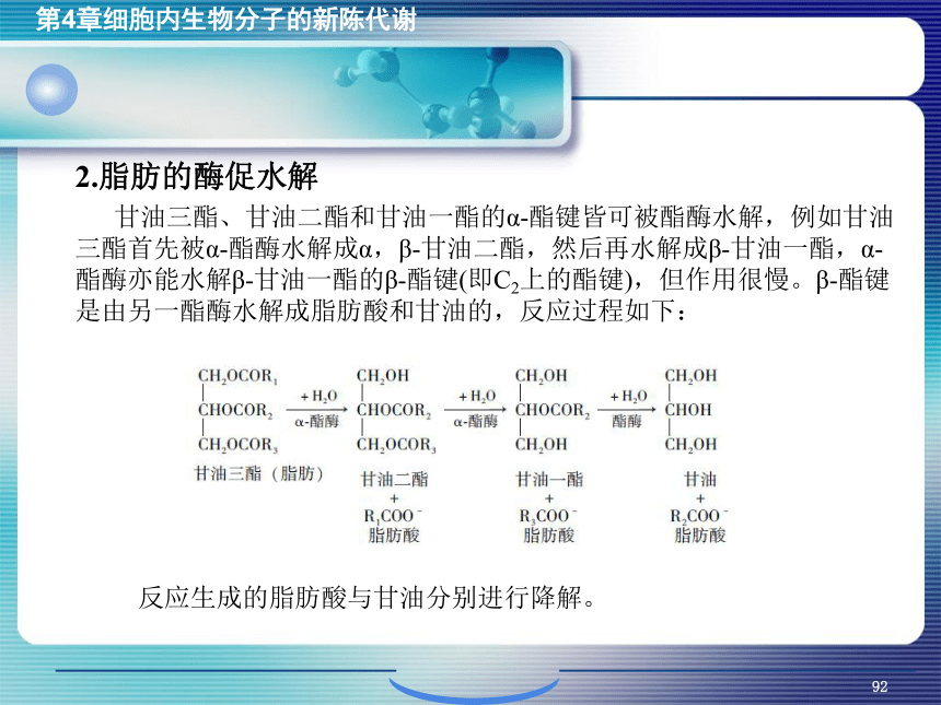 4.细胞内生物分子的新陈代谢_3 课件(共14张PPT）- 《环境生物化学》同步教学（机工版·2020）