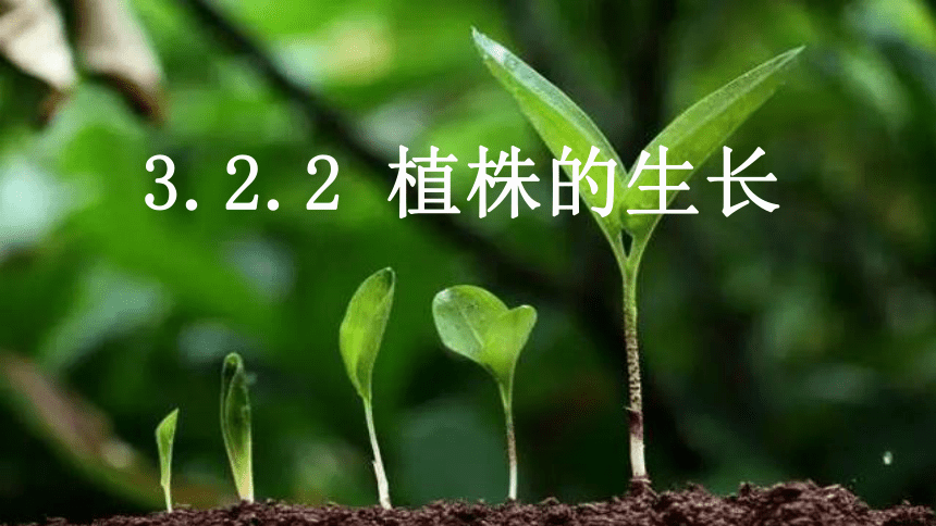 3.2.2植株的生长课件(共20张PPT+内嵌视频1个)2022-2023学年人教版生物七年级上册