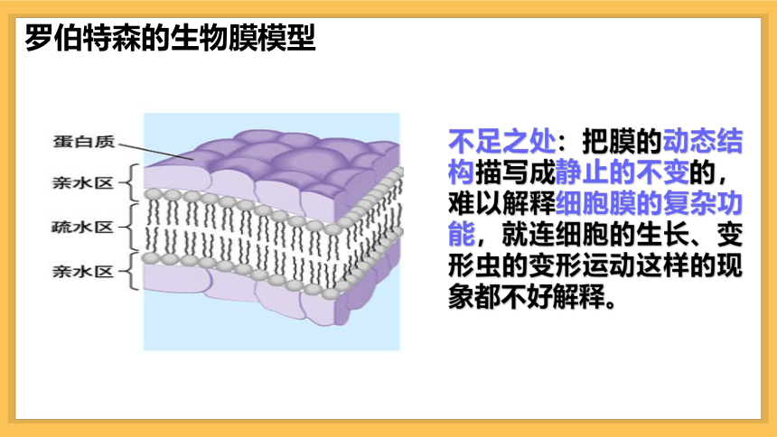 2020-2021学年高一生物人教版必修一4.2生物膜的流动镶嵌模型课件（共30张PPT）