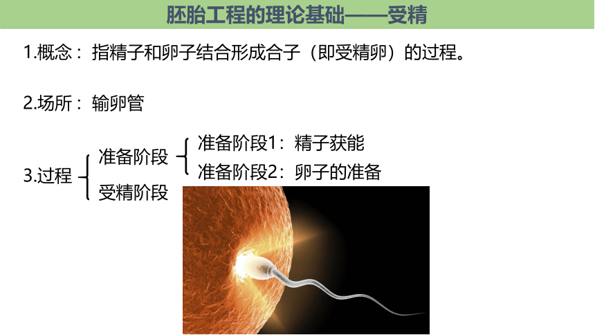 2.3.1胚胎工程的理论基础(共22张PPT)课件生物人教版（2019）选择性必修3