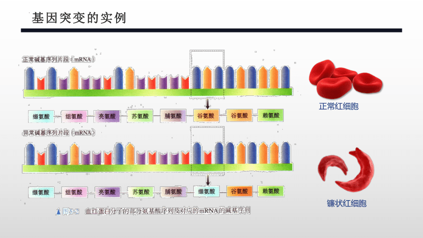 生物人教版（2019）必修2 5.1基因突变和基因重组（共40张ppt）