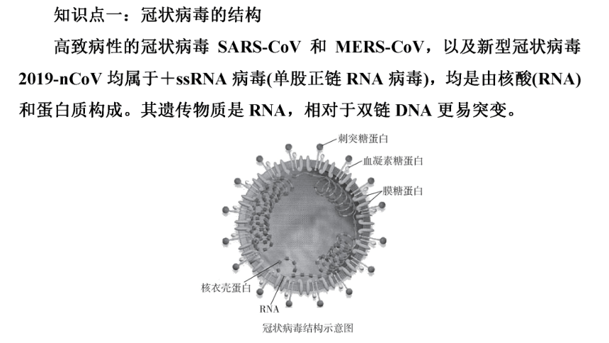 高考生物热点集训15　冠状病毒及其免疫过程(共21张PPT)