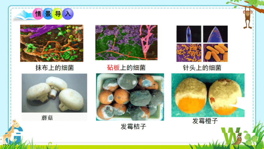 5.4.1   细菌和真菌的分布 _ 希沃课件+PDF预览版