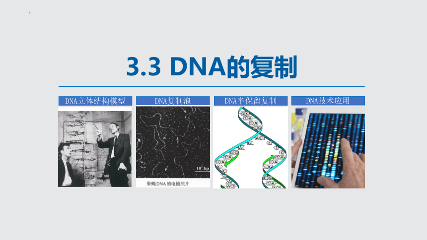 3.3 DNA的复制课件(共34张PPT)-人教版必修2