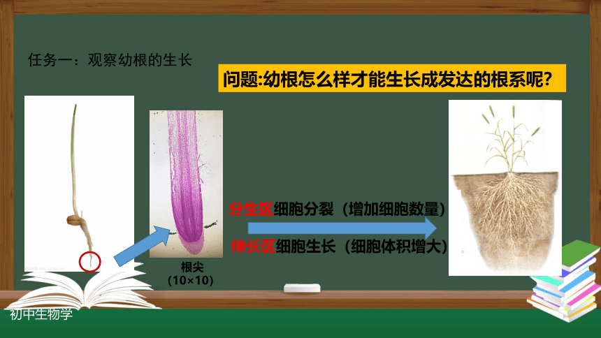 3.2.2 植株的生长-课件(共30张PPT)