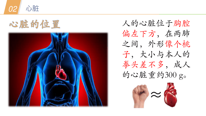 华师大版科学八年级上册 5.3人体内的物质运输（1 血液循环系统和心脏、血管）（课件 31张PPT）