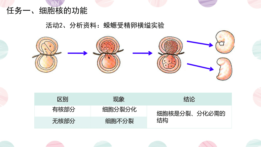 3.3细胞核的结构和功能课件(共30张PPT2个视频)-人教版必修1