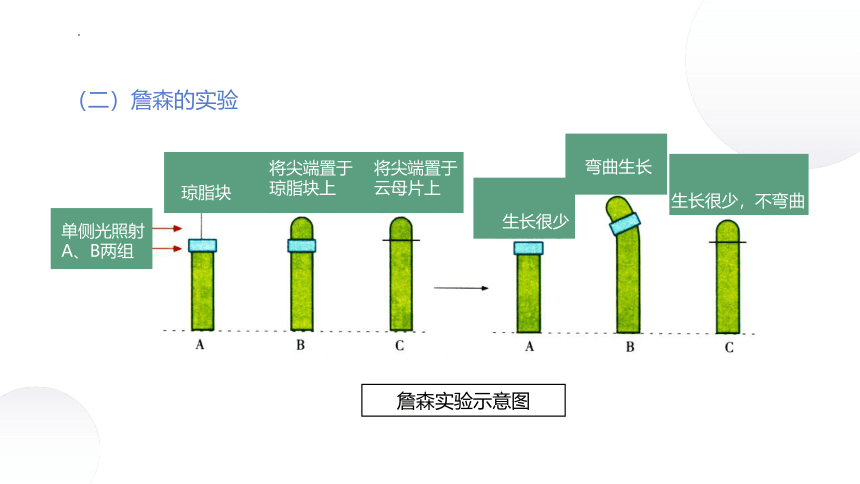 4.1+植物生长素（课件）-2022-2023学年高二生物同步精品课堂（苏教版2019选择性必修1）(共38张PPT)