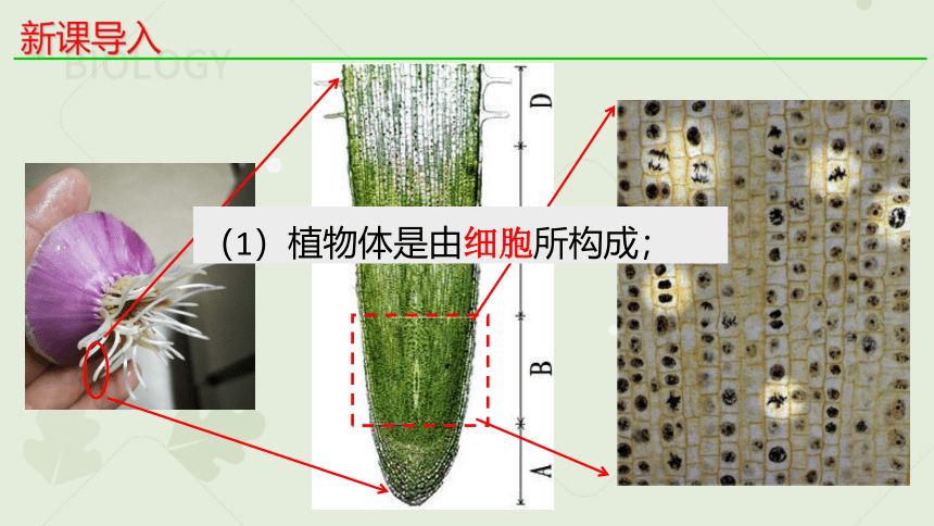 1.1细胞是生命活动的基本单位_新人教2019版必修1(共23张PPT)