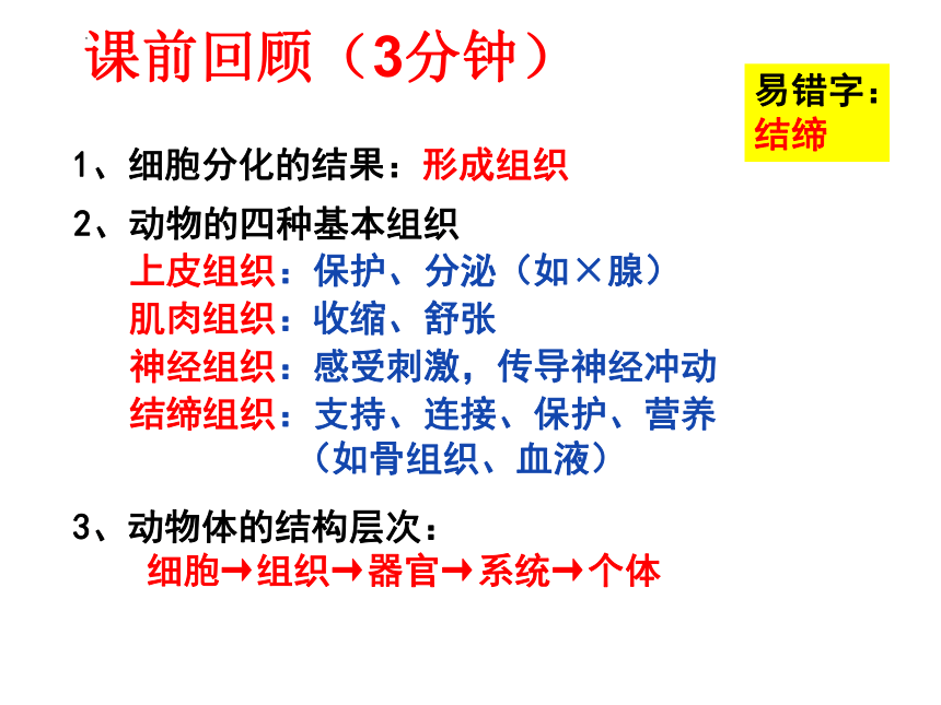 2.2.3植物体的结构层次 课件(共24张PPT)2022-2023学年人教版生物七年级上册