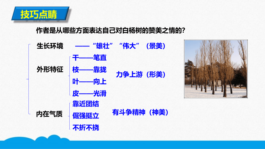 初语部编版八上 第15课 白杨礼赞 微课课件