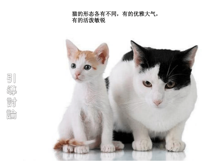 三年级下册美术 课外拓展 1.猫 全国通用 课件 （19张PPT）