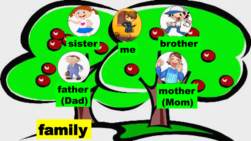 Unit 6 Meet my family Part A Let's learn  课件(共17张PPT)