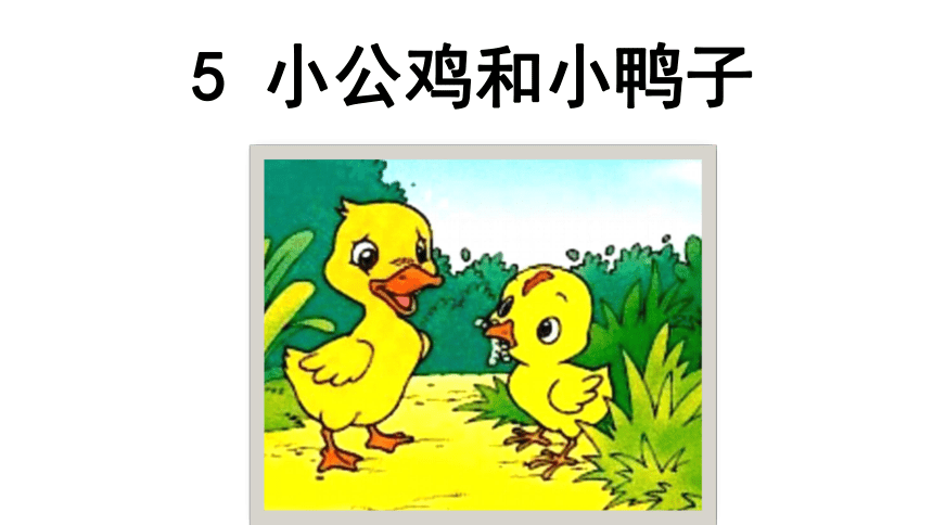 3.5小公鸡和小鸭子   课件(共26张PPT)