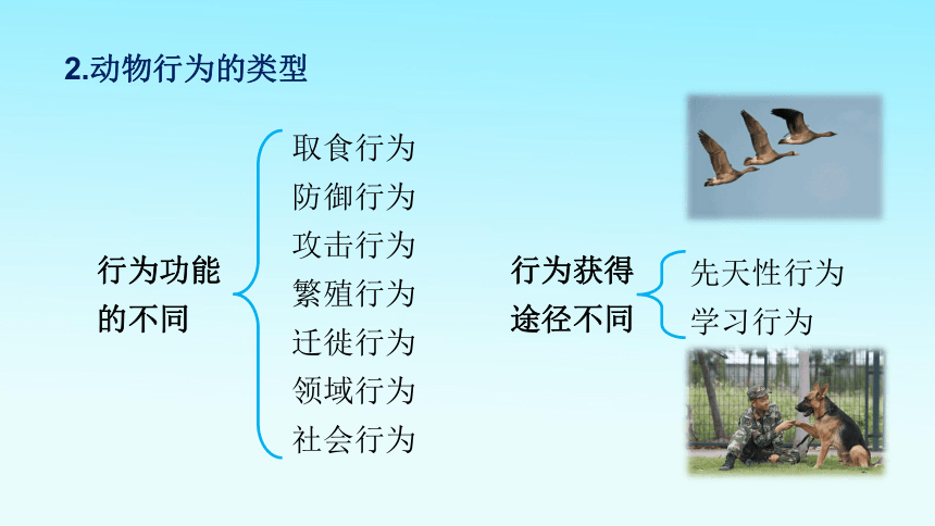 5.2.2先天性行为和学习行为课件(共29张PPT)2021-2022学年初中生物人教版八年级上册