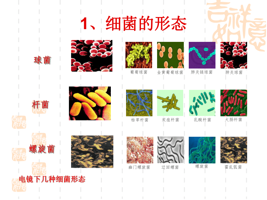 人教版八年级生物上册教学课件-5.4.2细菌7（共 15张PPT）