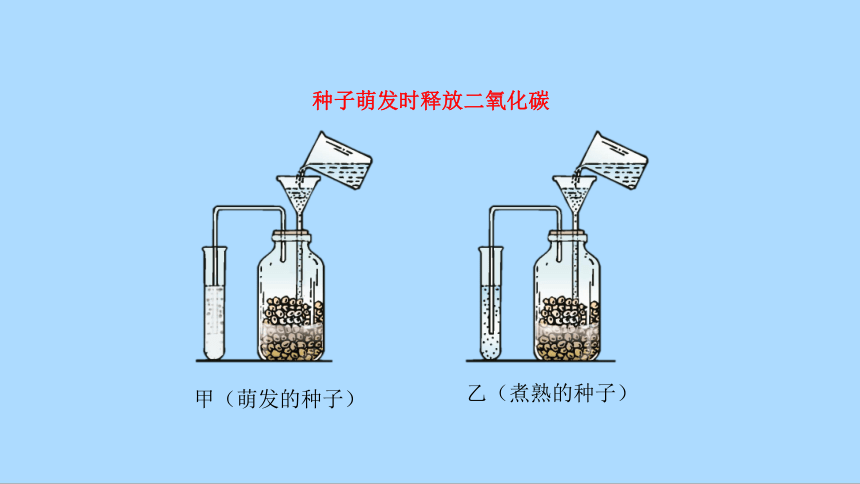 北师大版七年级生物上册3.5.2呼吸作用课件(共28张PPT)