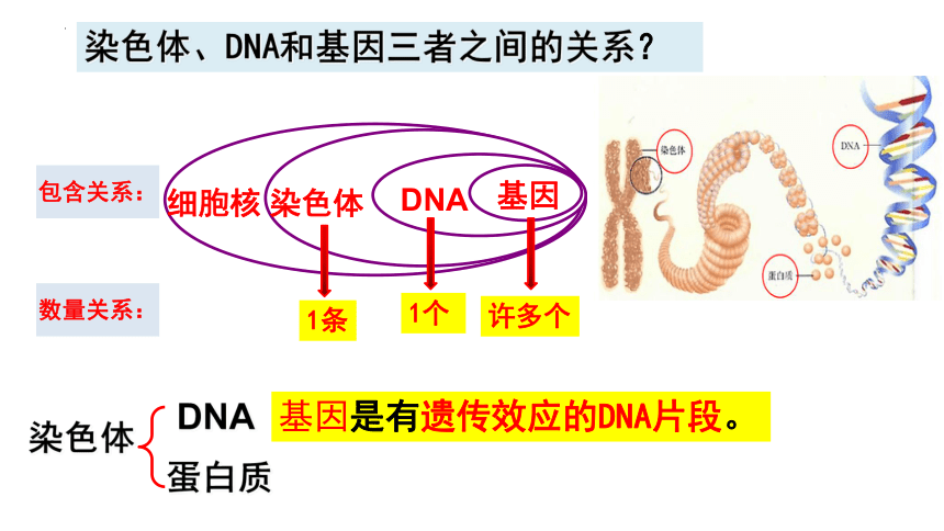 7.2.2 基因在亲子代间的传递 课件 (共23张PPT)人教版生物八年级下册