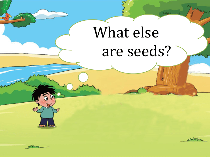 Unit 3 How do seeds travel Lesson11 课件(共28张PPT)