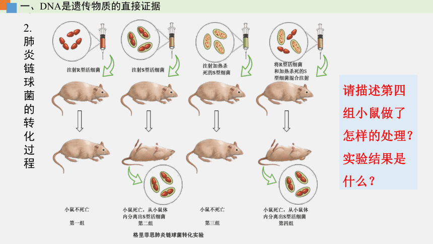 2021-2022学年高一生物浙科版（2019）必修2第三章第一节核酸是遗传物质（课件）（36张ppt）