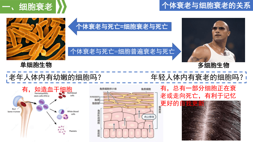 生物人教版（2019）必修1 6.3细胞的衰老和死亡（共22张ppt）