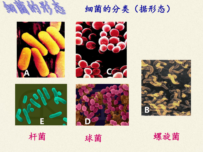 苏教版八年级生物上册 14.3 神奇的微生物 课件(共27张PPT)
