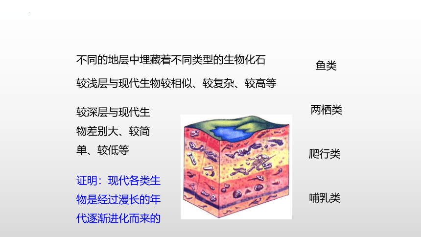 7.3.2生物进化的历程课件(共20张PPT)2022--2023学年人教版生物八年级下册