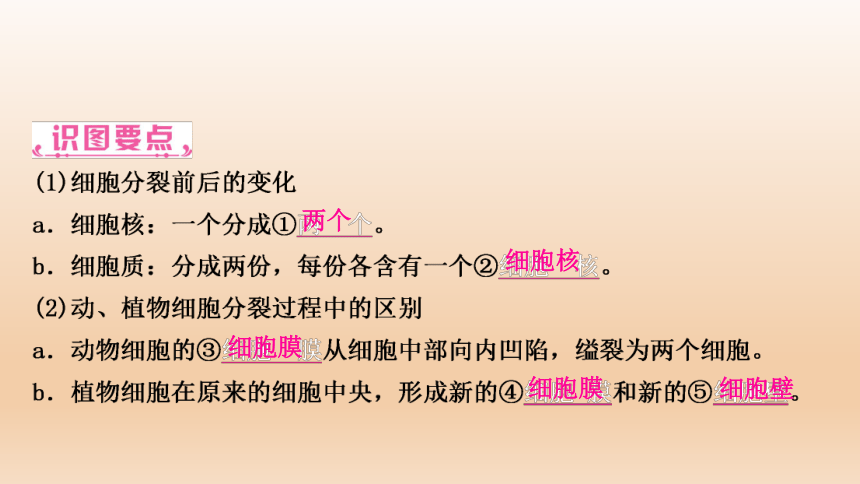 2023年人教版七年级生物上册复习专题★★第二章　细胞怎样构成生物体(共44张PPT)