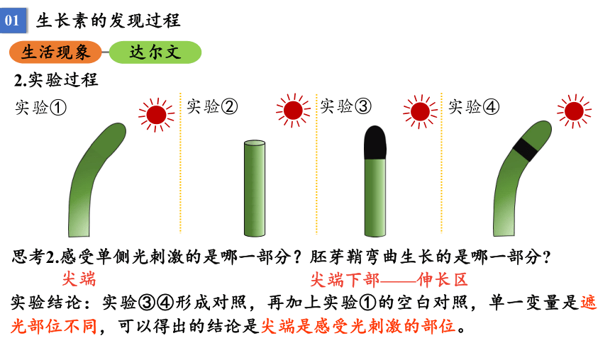 5.1 植物生长素课件2021-2022学年高二上学期生物人教版选择性必修1(33张PPT）