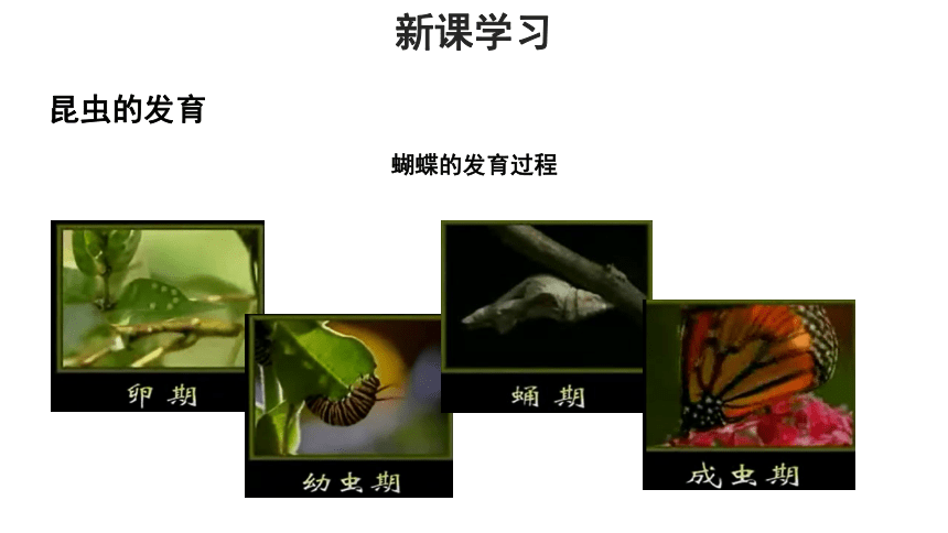 济南版八年级上册 第一节 昆虫的生殖和发育 课件(共16张PPT)