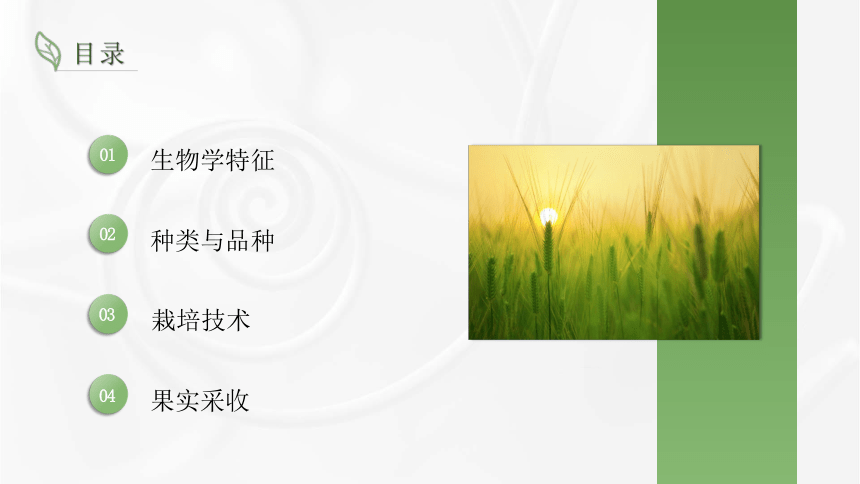 7.1西瓜生物学特性 课件(共22张PPT)-《蔬菜生产技术》同步教学（湖南科技出版社）