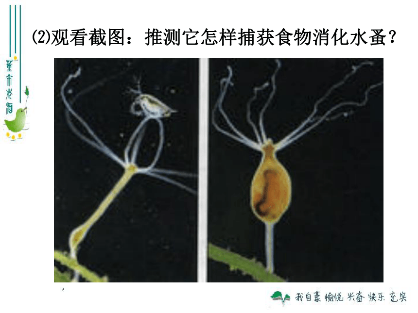 5.1.1腔肠动物和扁形动物课件（共19张PPT）2022--2023学年人教版生物八年级上册