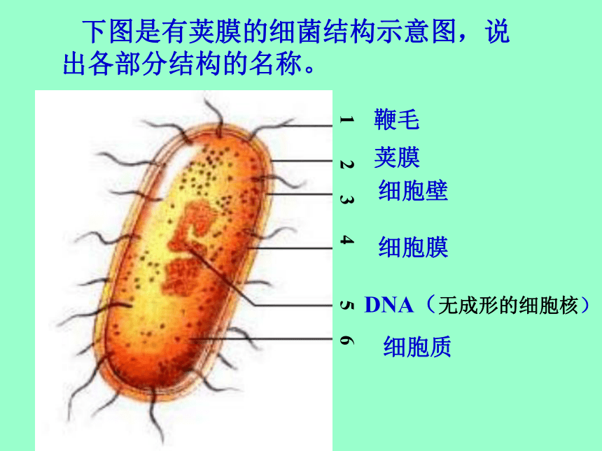 14.3神奇的微生物课件(共37张PPT)