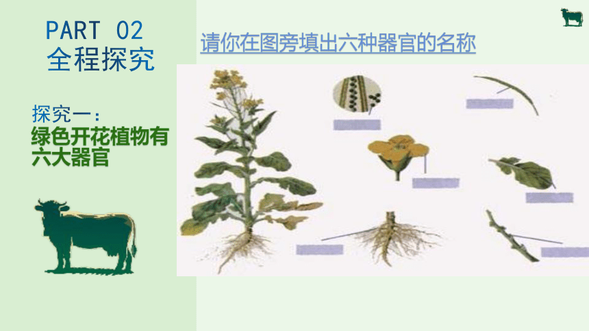 2.2.3植物体的结构层次课件(共18张PPT)2023-2024学年人教版生物七年级上册