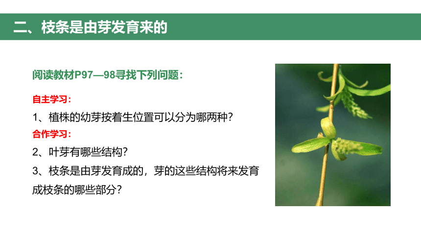 第二节 植株的生长 课件（30张PPT）