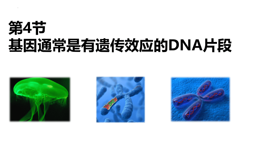 3.4 基因通常是具有遗传效应的DNA片段(共23张PPT)-2023-2024学年高一生物（人教版2019必修2）